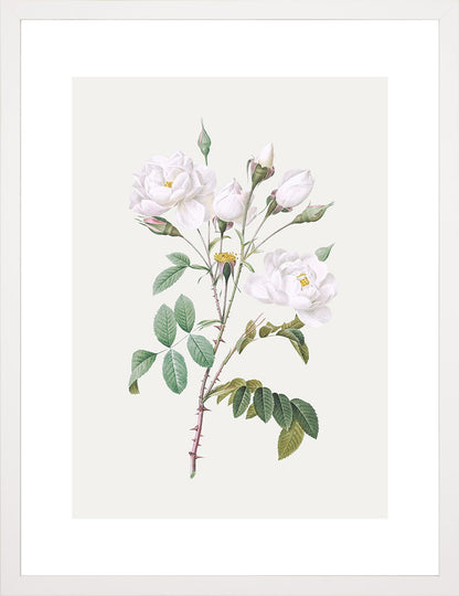 Rosa Centifolia Beyaz Gül - Pierre Joseph Redoute