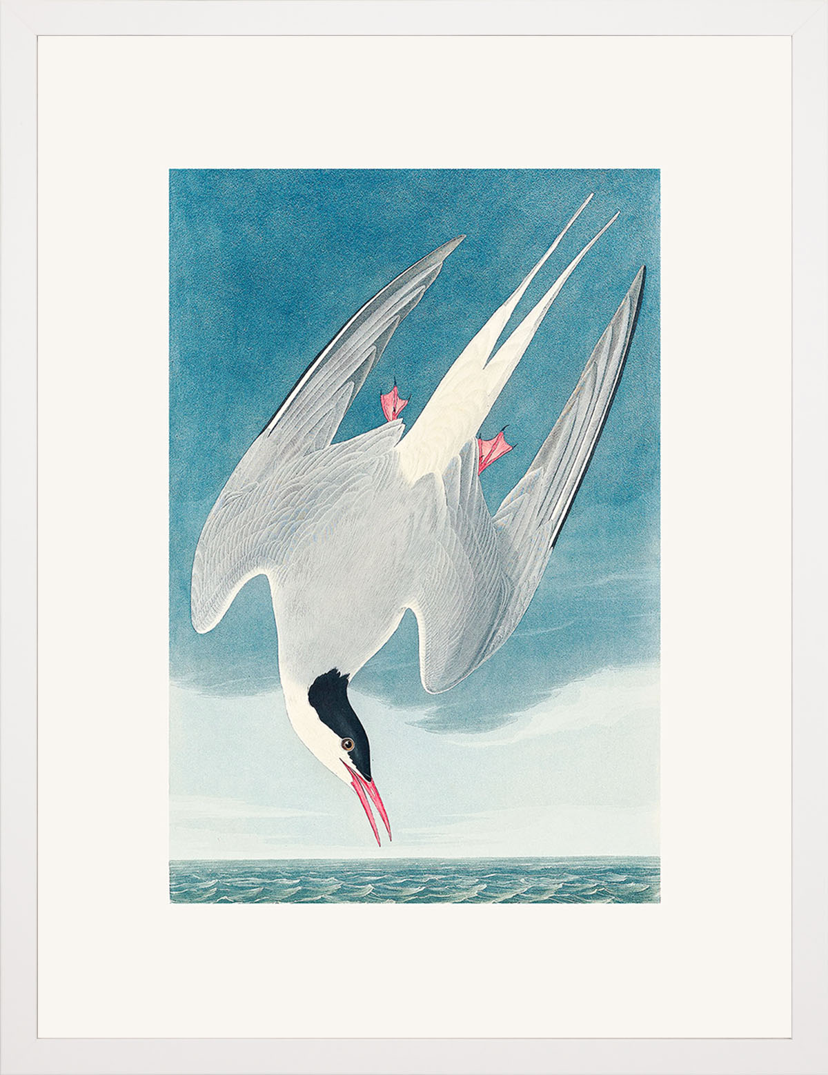 Kuzey Sumrusu (Metinsiz) - John Audubon