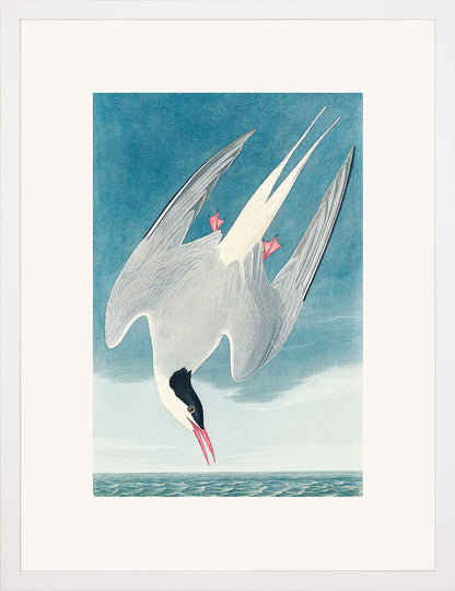 Kuzey Sumrusu (Metinsiz) - John Audubon