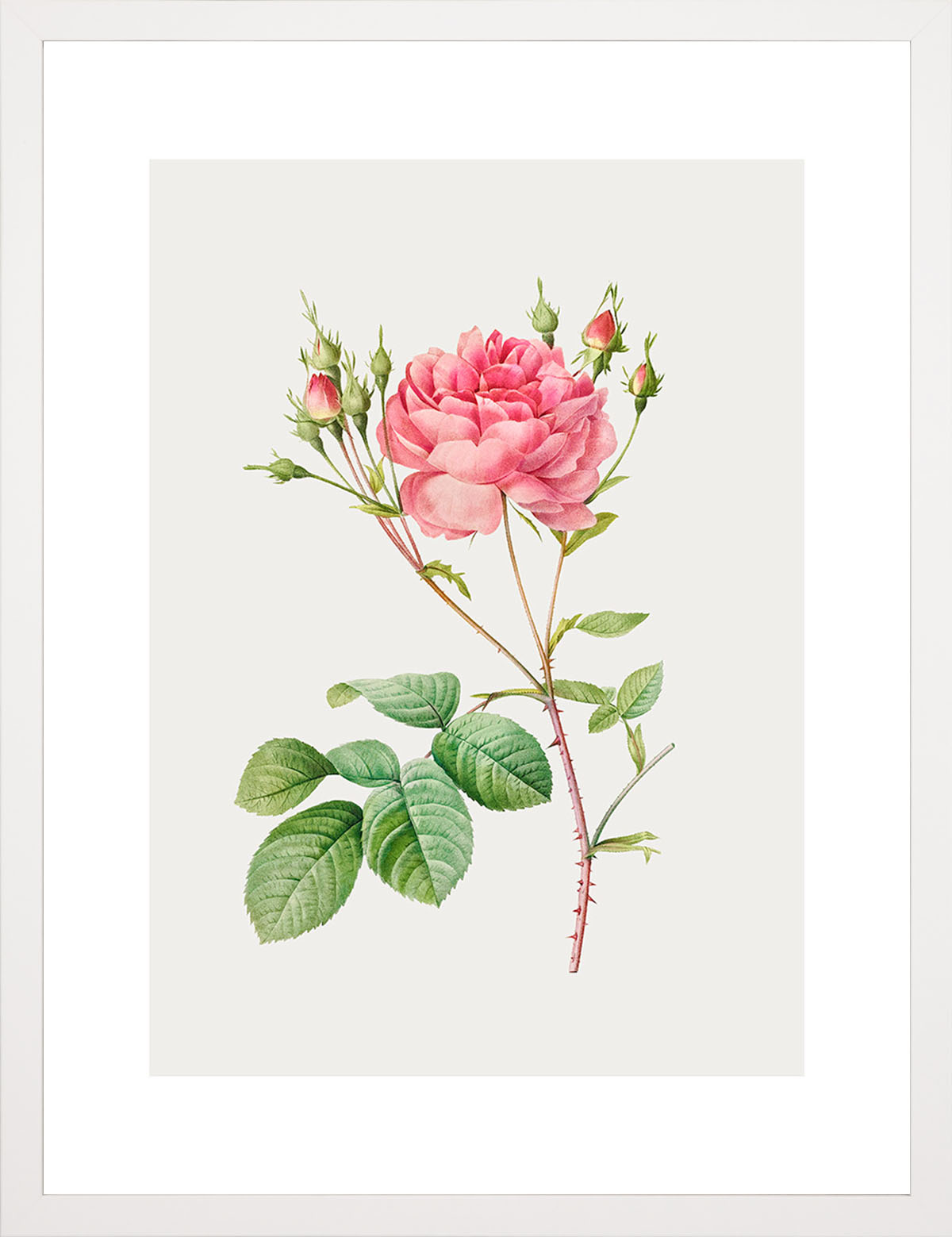 Rosa Centifolia Kırmızı Gül - Pierre Joseph Redoute