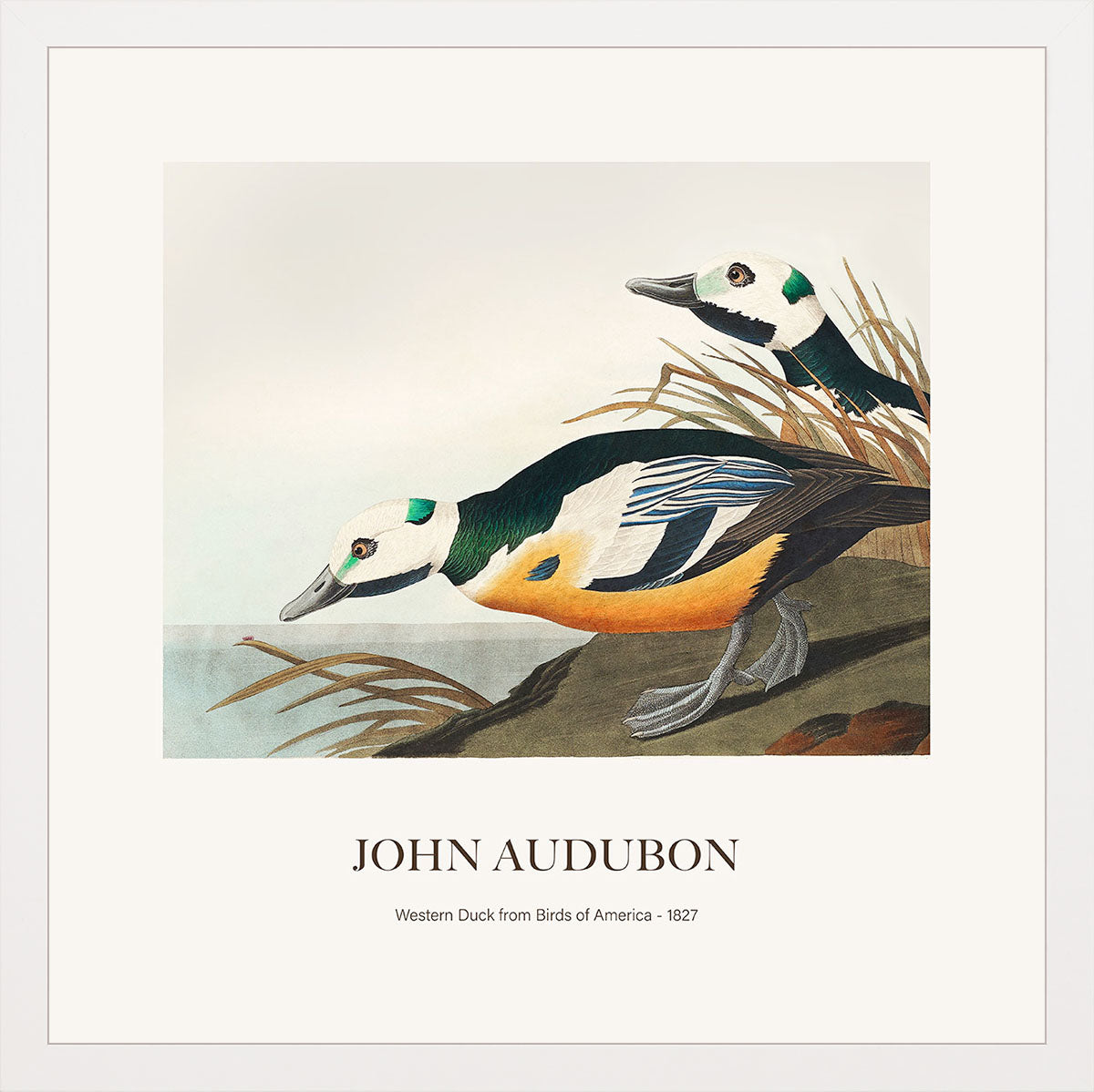 Ördek - John James Audubon