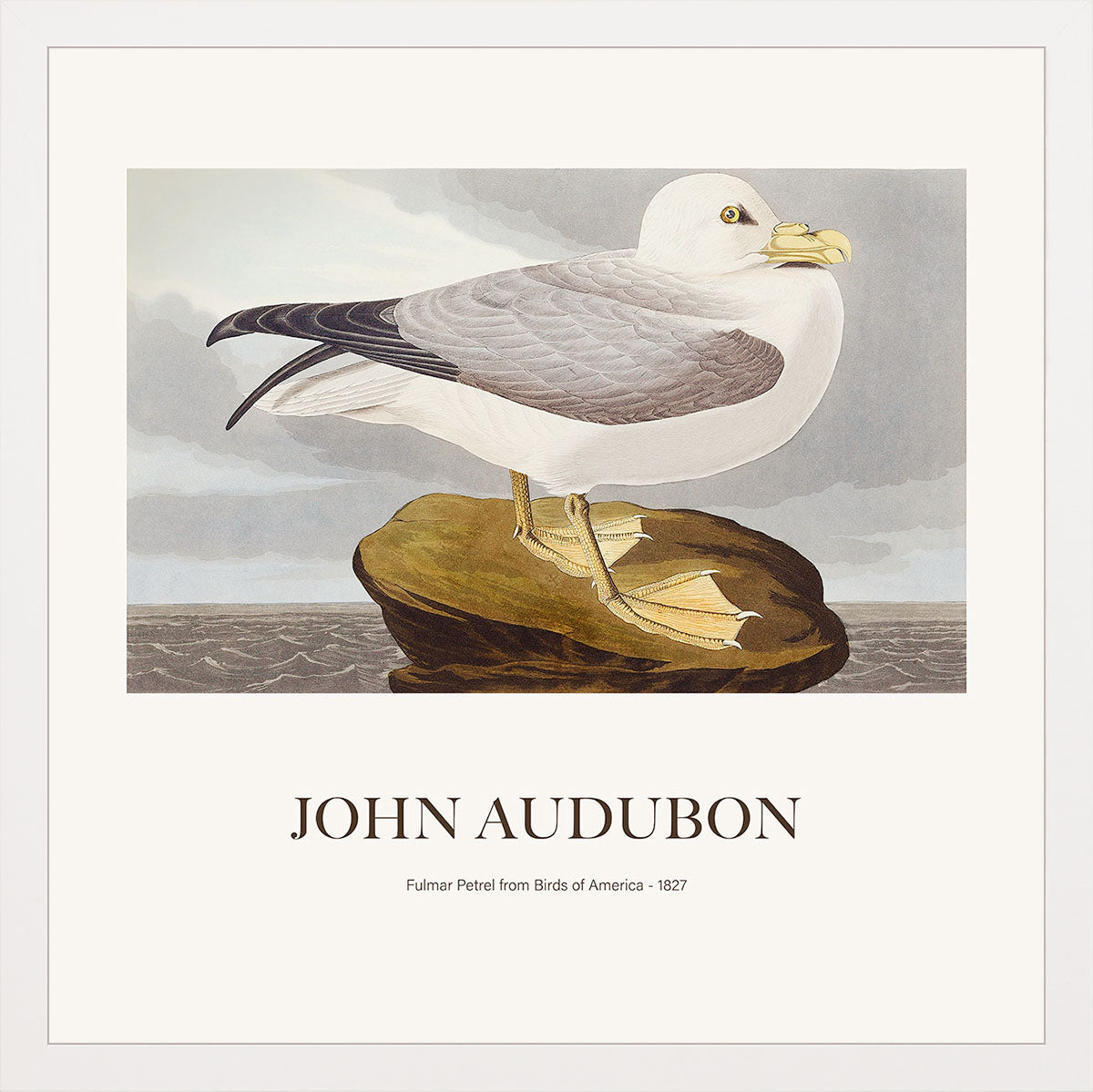 Kuzey Fulmarı - John James Audubon
