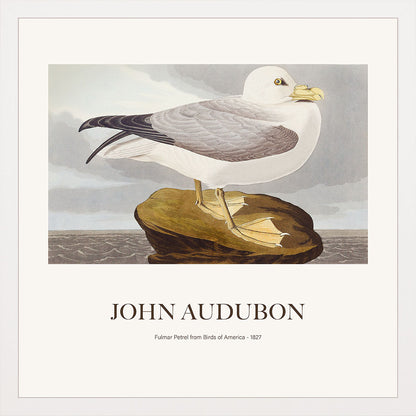 Kuzey Fulmarı - John James Audubon