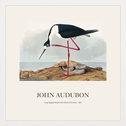 Leylek - John James Audubon
