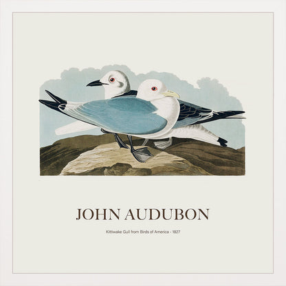 Rissa - John James Audubon