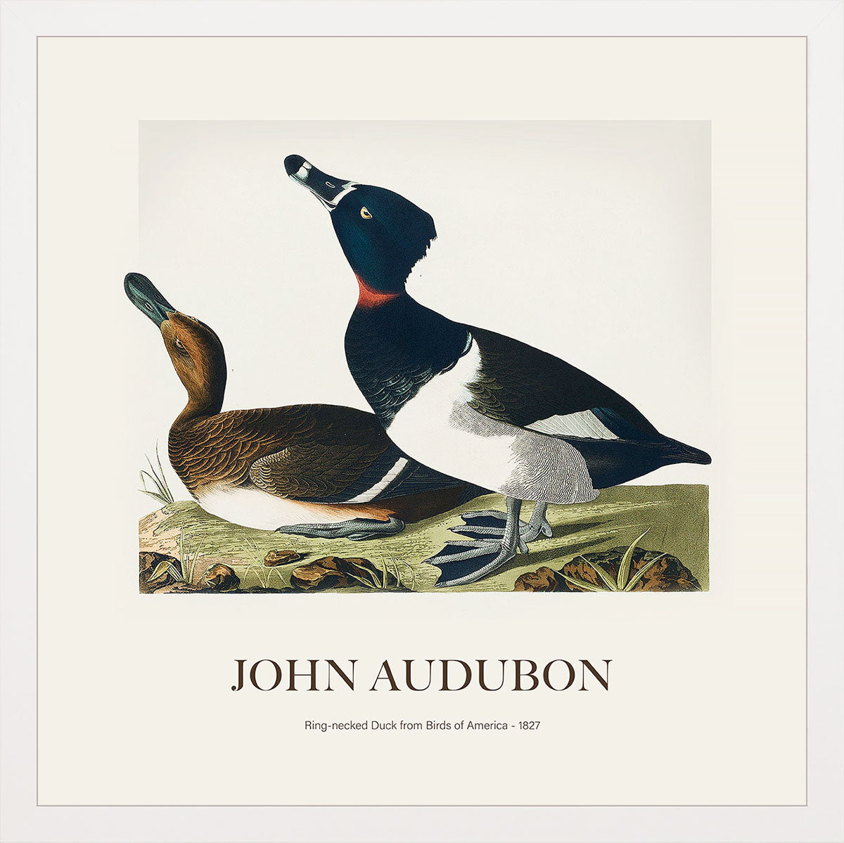 Halkalı Ördek - John James Audubon