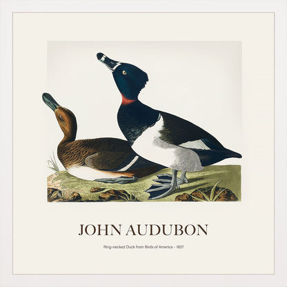 Halkalı Ördek - John James Audubon