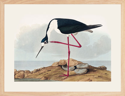 Leylek - John James Audubon