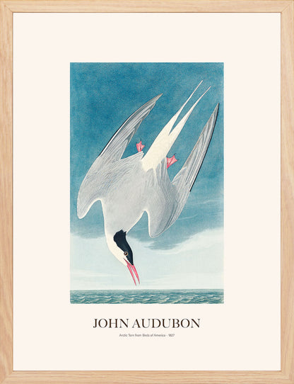 Kuzey Sumrusu - John Audubon
