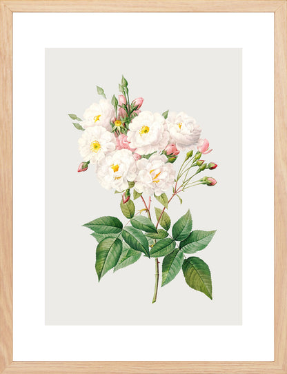 Rosa Centifolia Beyaz Gül 02 - Pierre Joseph Redoute
