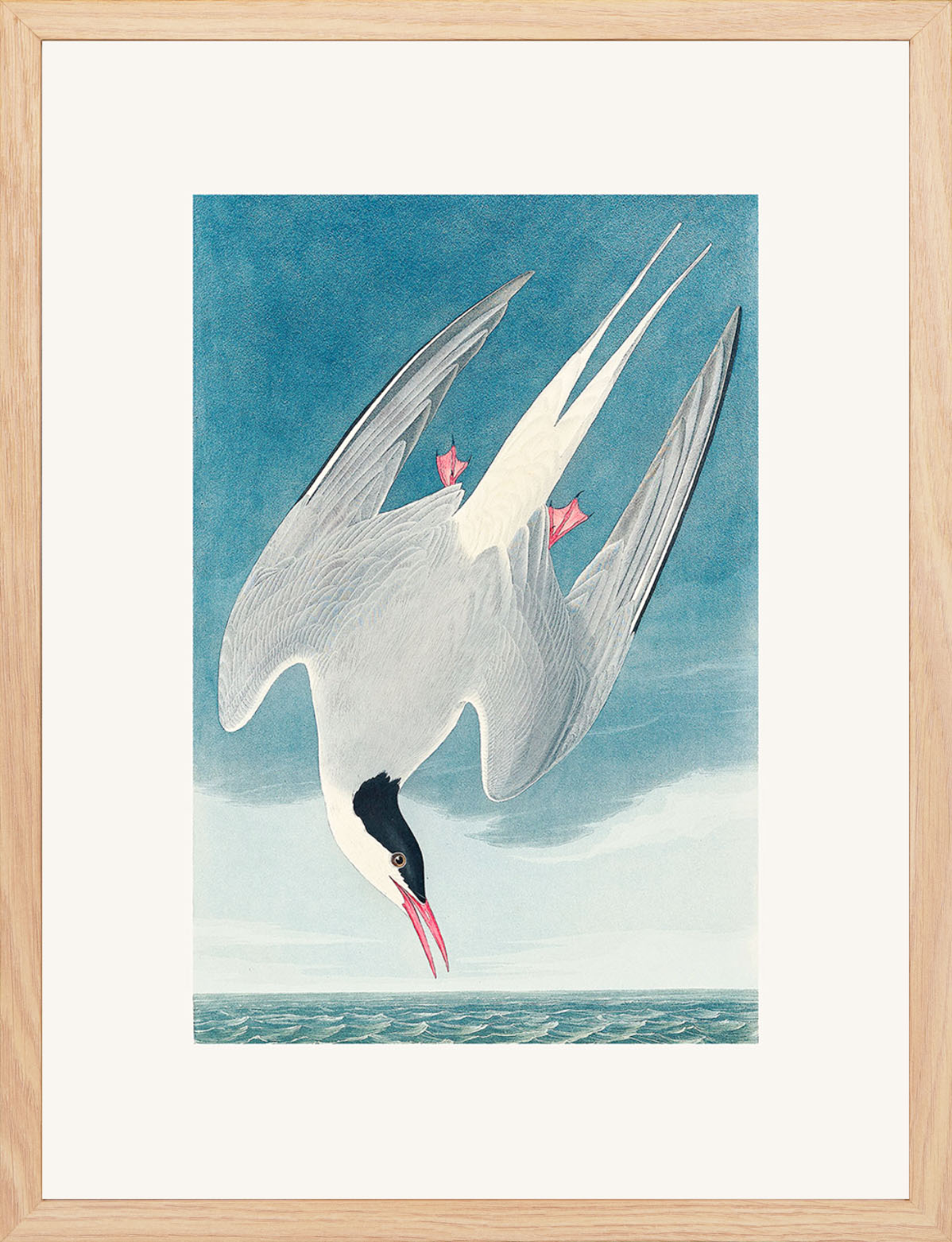 Kuzey Sumrusu (Metinsiz - John Audubon