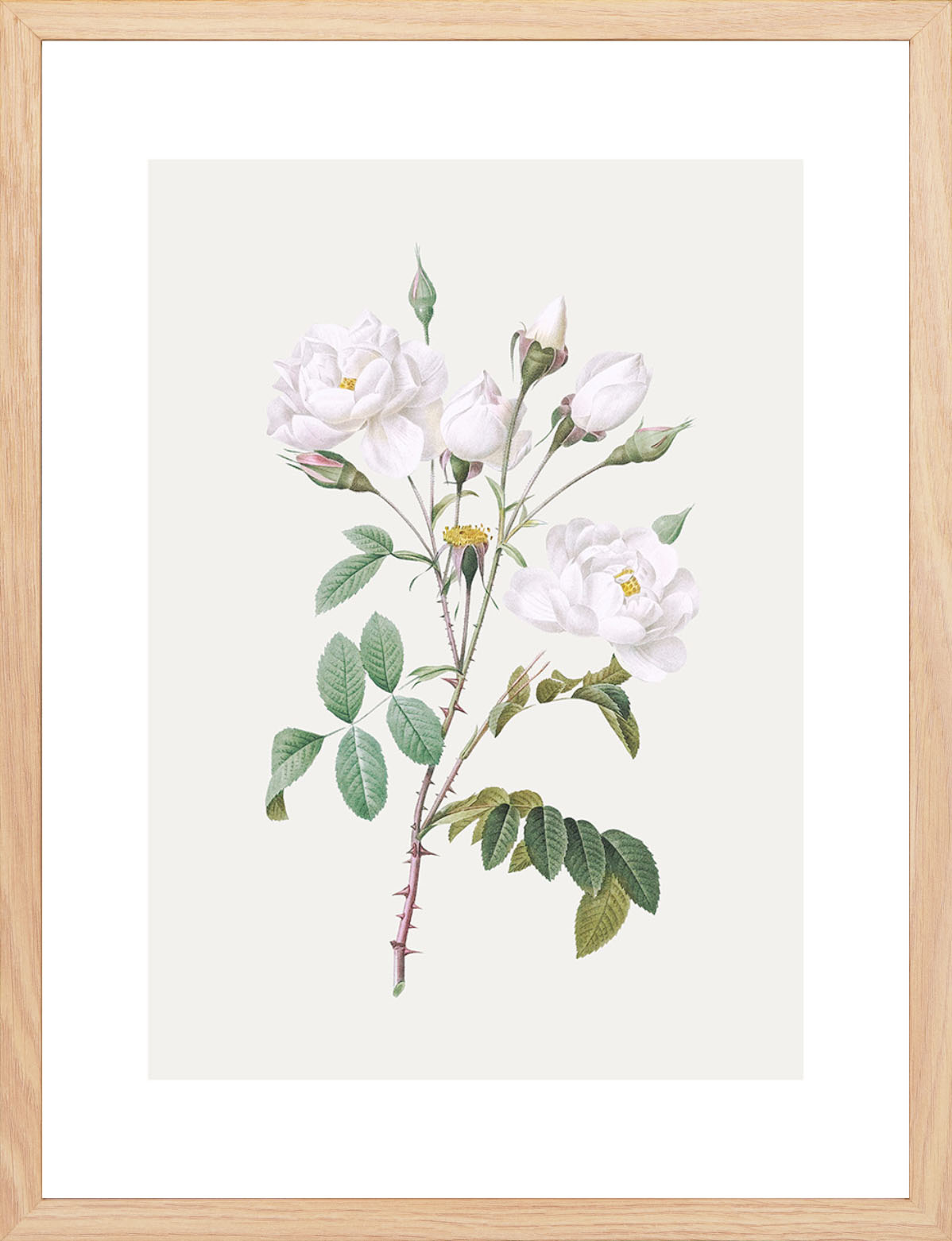 Rosa Centifolia Beyaz Gül - Pierre Joseph Redoute