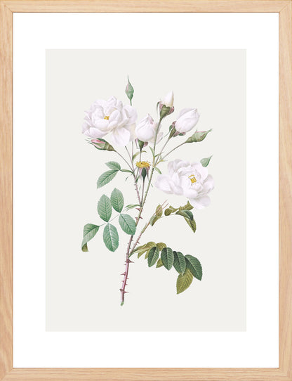 Rosa Centifolia Beyaz Gül - Pierre Joseph Redoute