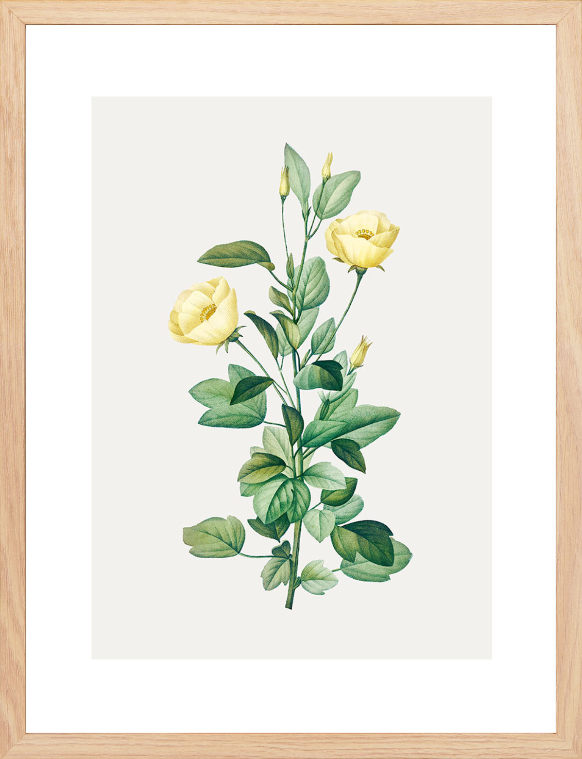 Rosa Centifolia Sarı Gül - Pierre Joseph Redoute