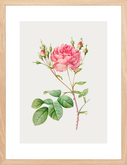 Rosa Centifolia Kırmızı Gül - Pierre Joseph Redoute
