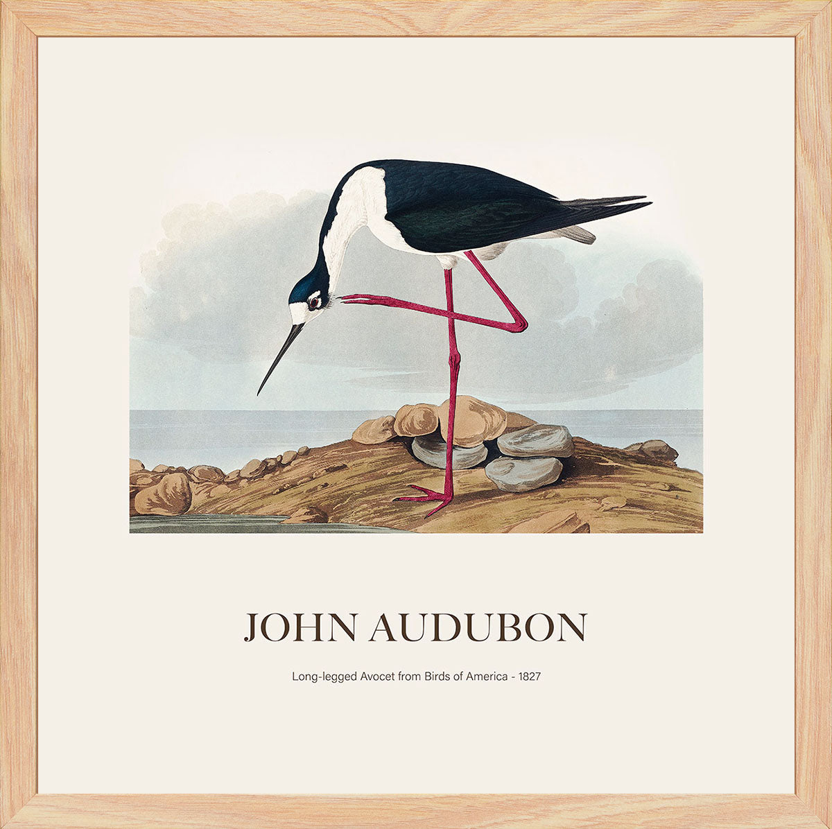Leylek - John James Audubon