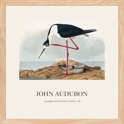 Leylek - John James Audubon