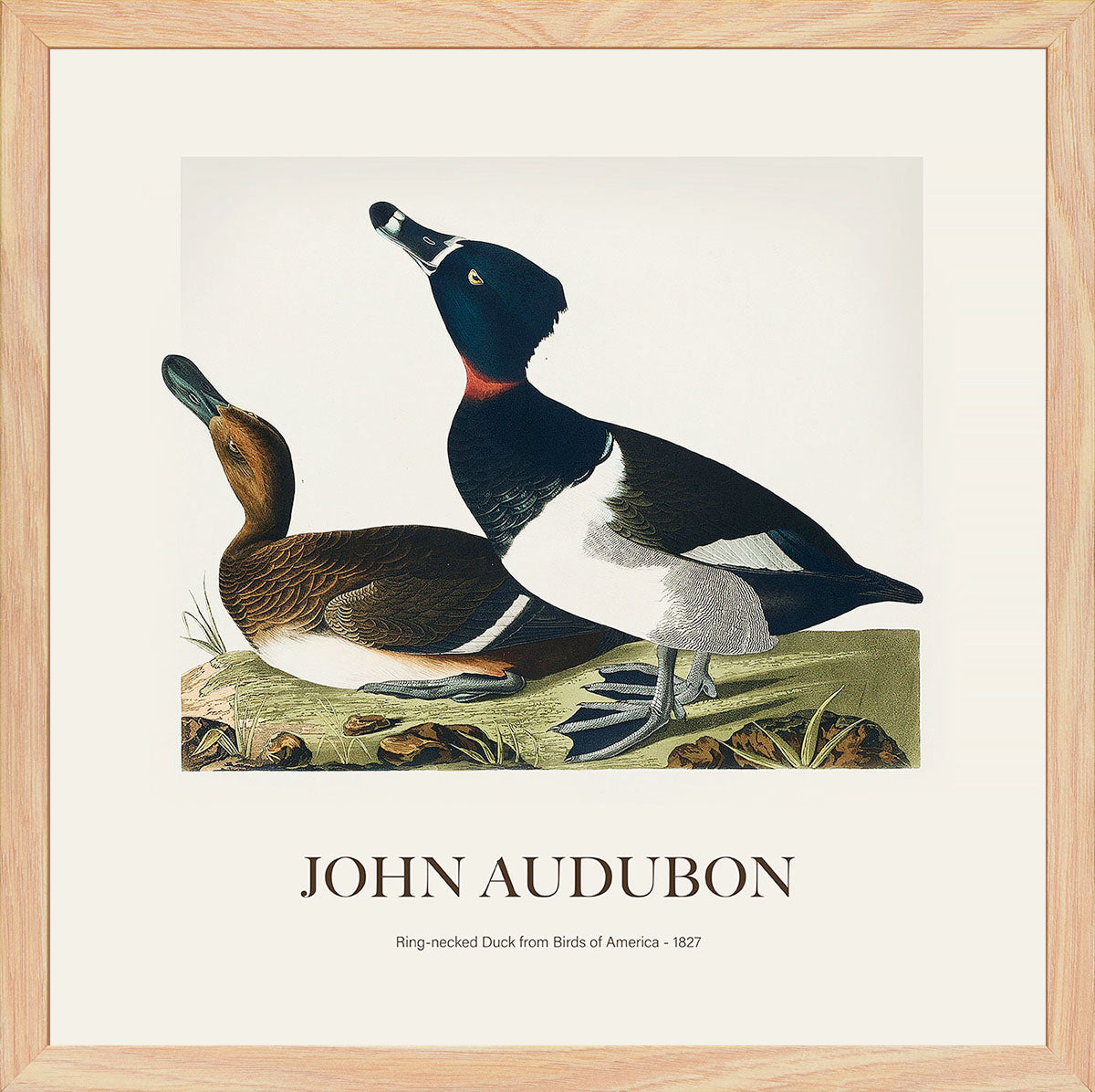 Halkalı Ördek - John James Audubon