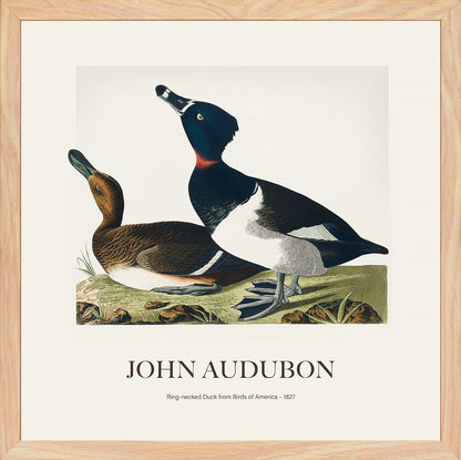 Halkalı Ördek - John James Audubon