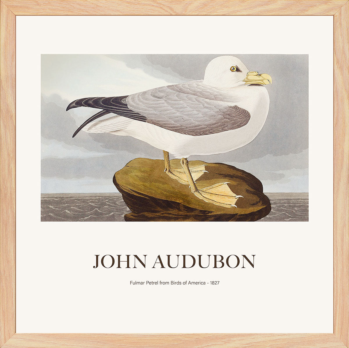 Kuzey Fulmarı - John James Audubon