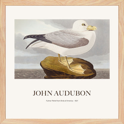 Kuzey Fulmarı - John James Audubon