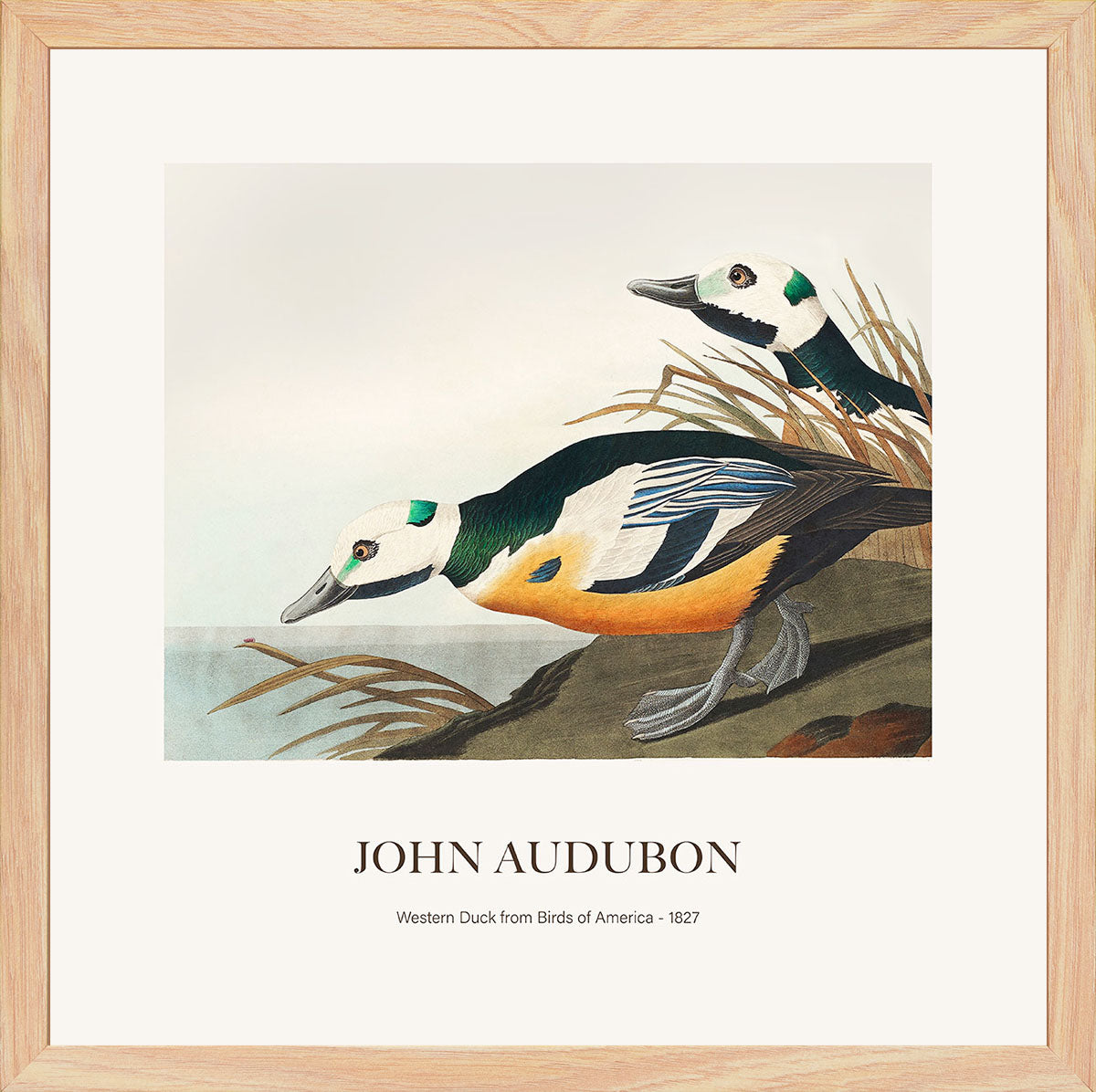 Ördek - John James Audubon