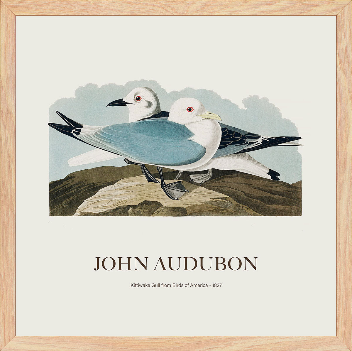 Rissa - John James Audubon