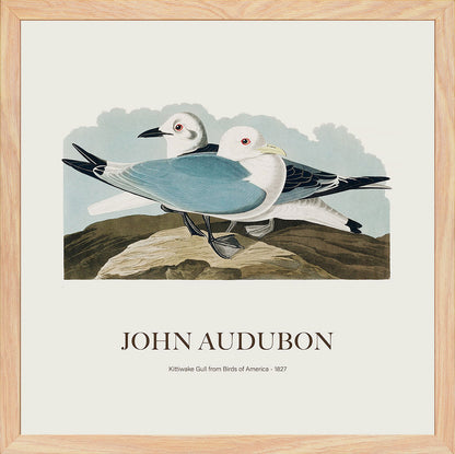 Rissa - John James Audubon